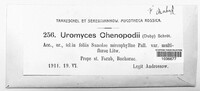 Uromyces chenopodii image